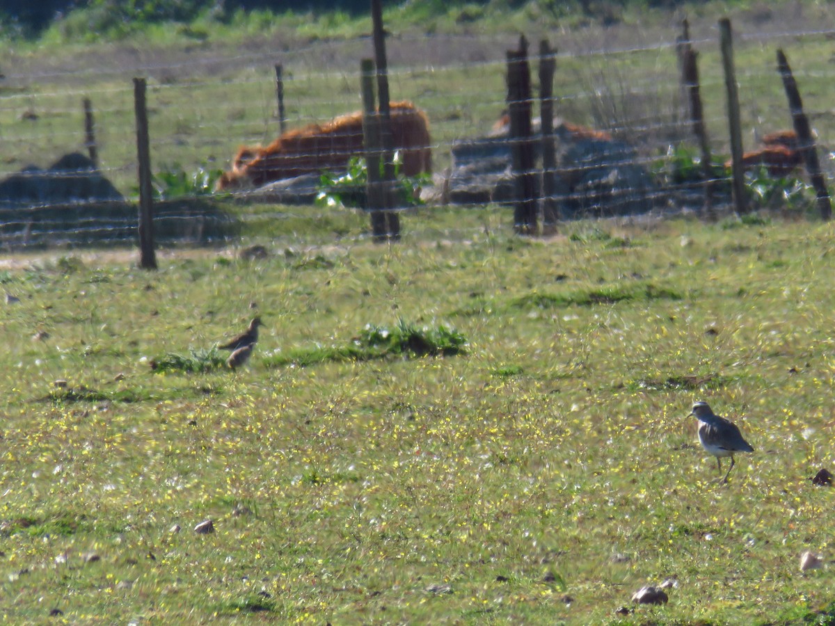 Sociable Lapwing - ML548646161