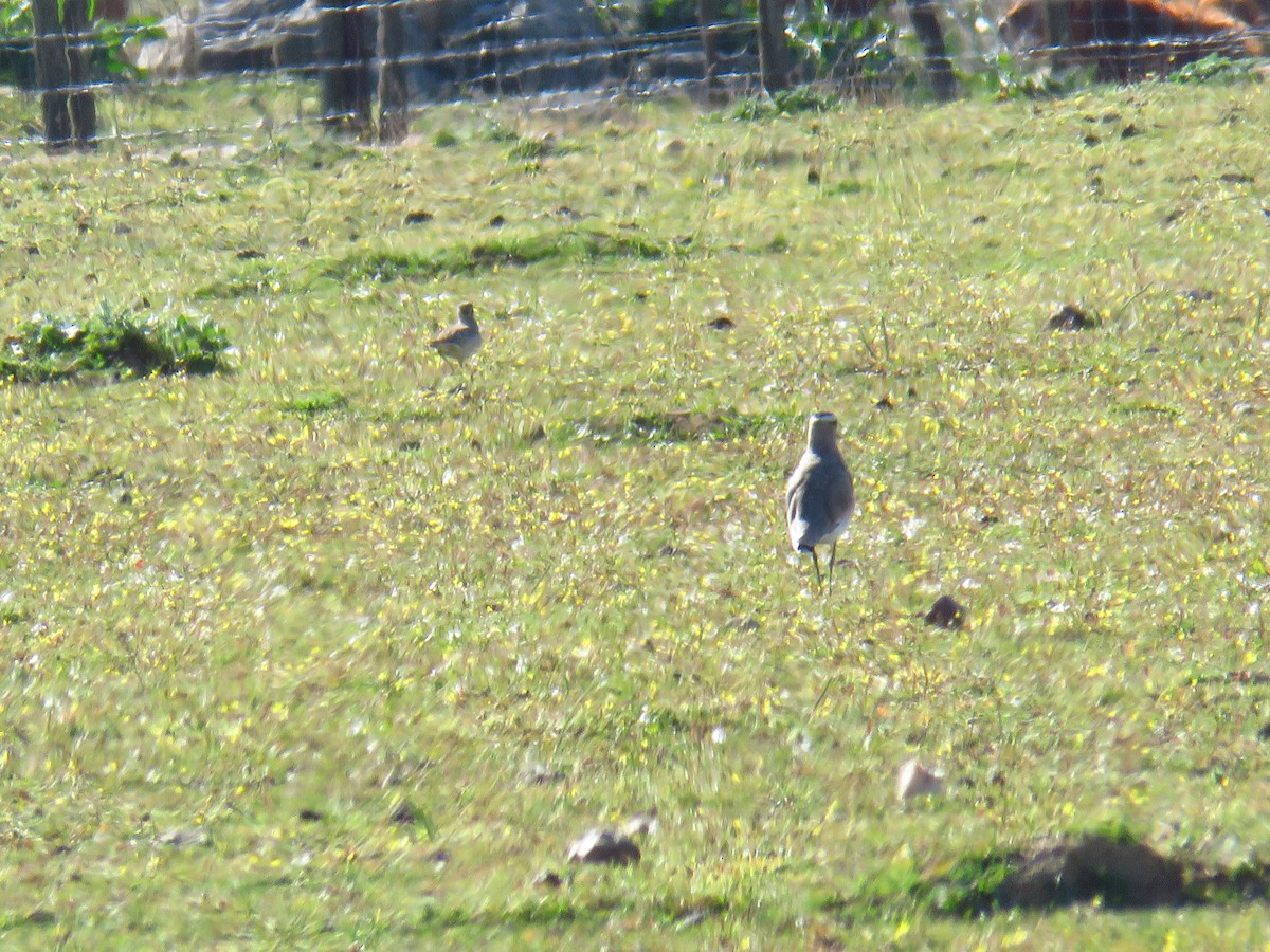 Sociable Lapwing - ML548646171