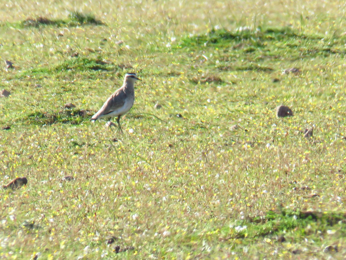 Sociable Lapwing - Miguel  Berkemeier