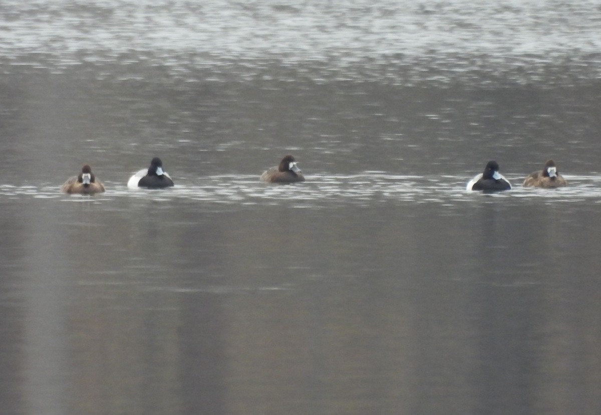 Greater/Lesser Scaup - ML548646211