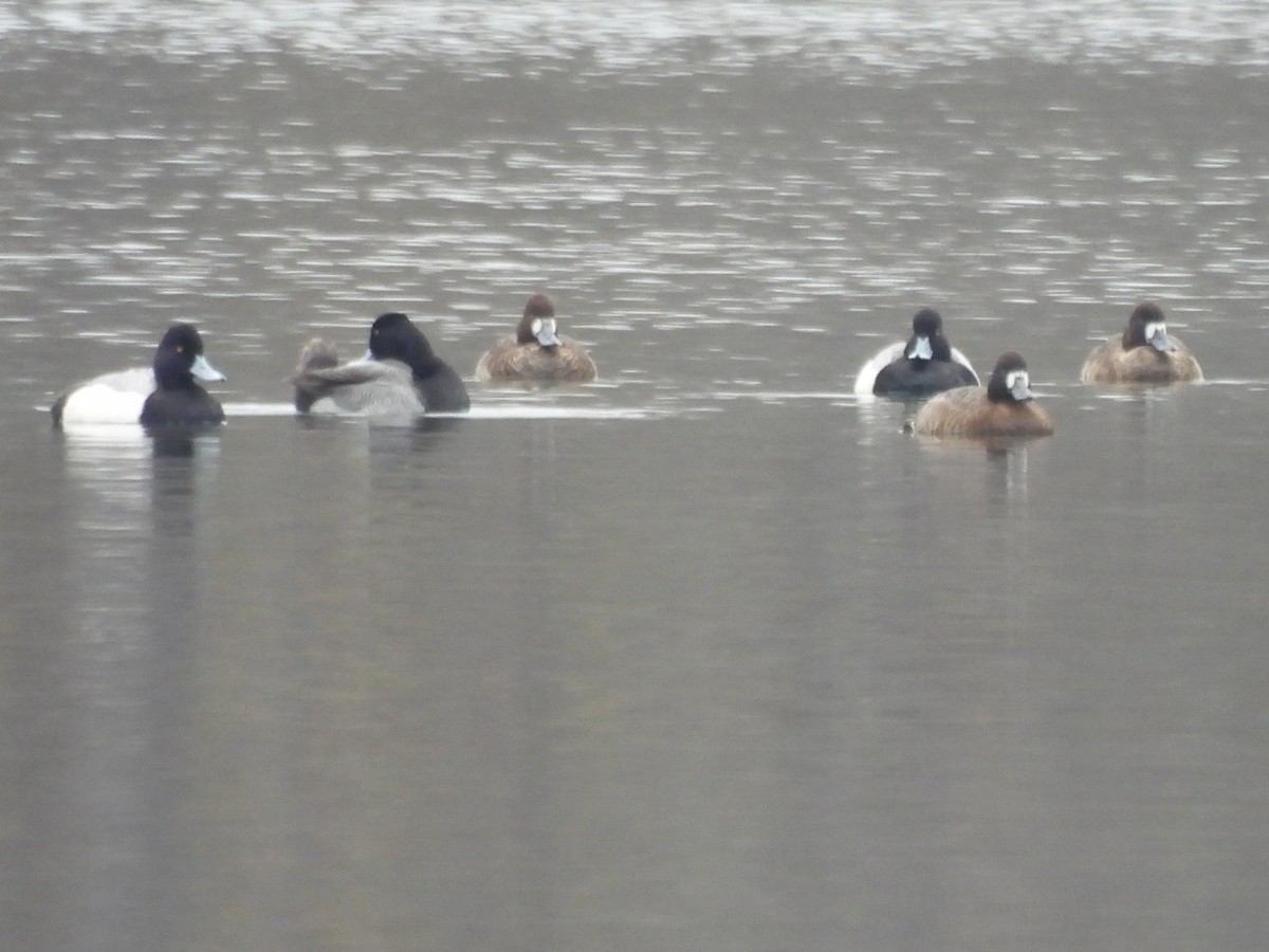 Greater/Lesser Scaup - ML548646221