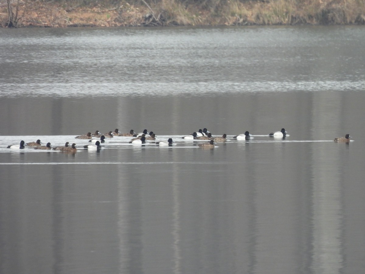 Greater/Lesser Scaup - ML548646231