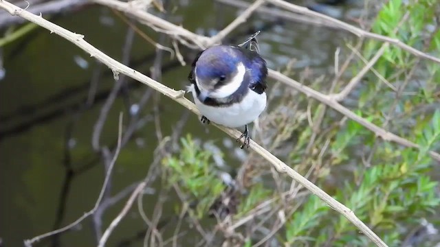 White-throated Swallow - ML548648451