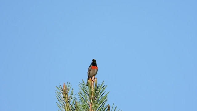 Eastern Miombo Sunbird - ML548649061