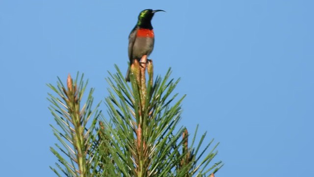 Eastern Miombo Sunbird - ML548649081