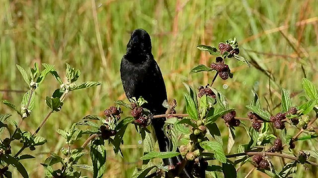 Red-collared Widowbird - ML548649331