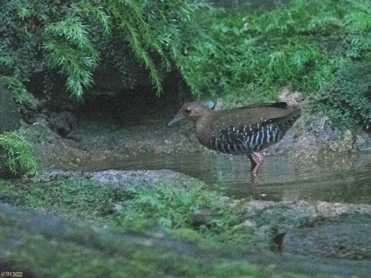 Red-legged Crake - ML548649681