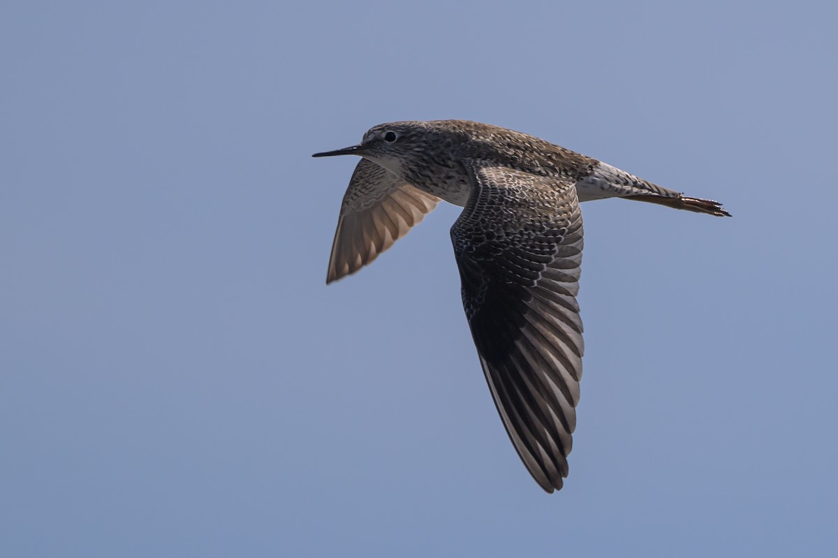 Lesser Yellowlegs - Stephen Davies