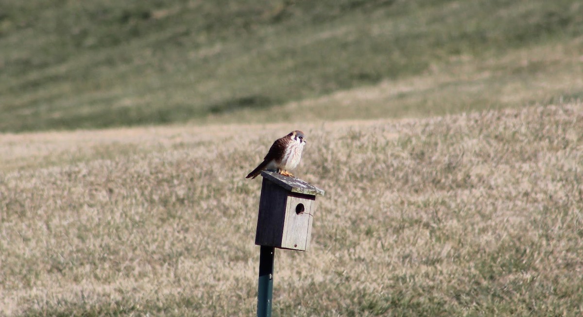 American Kestrel - ML548650491