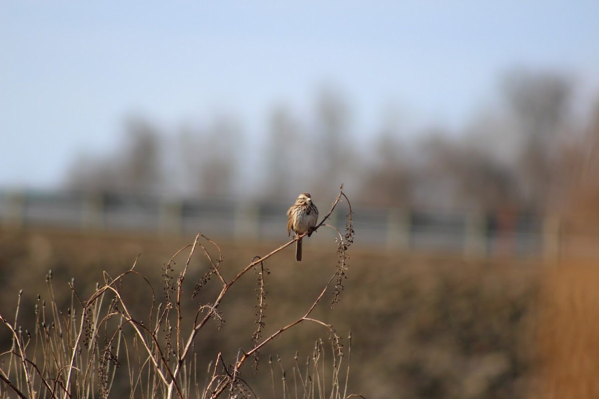 Song Sparrow - Stacia Hatfield