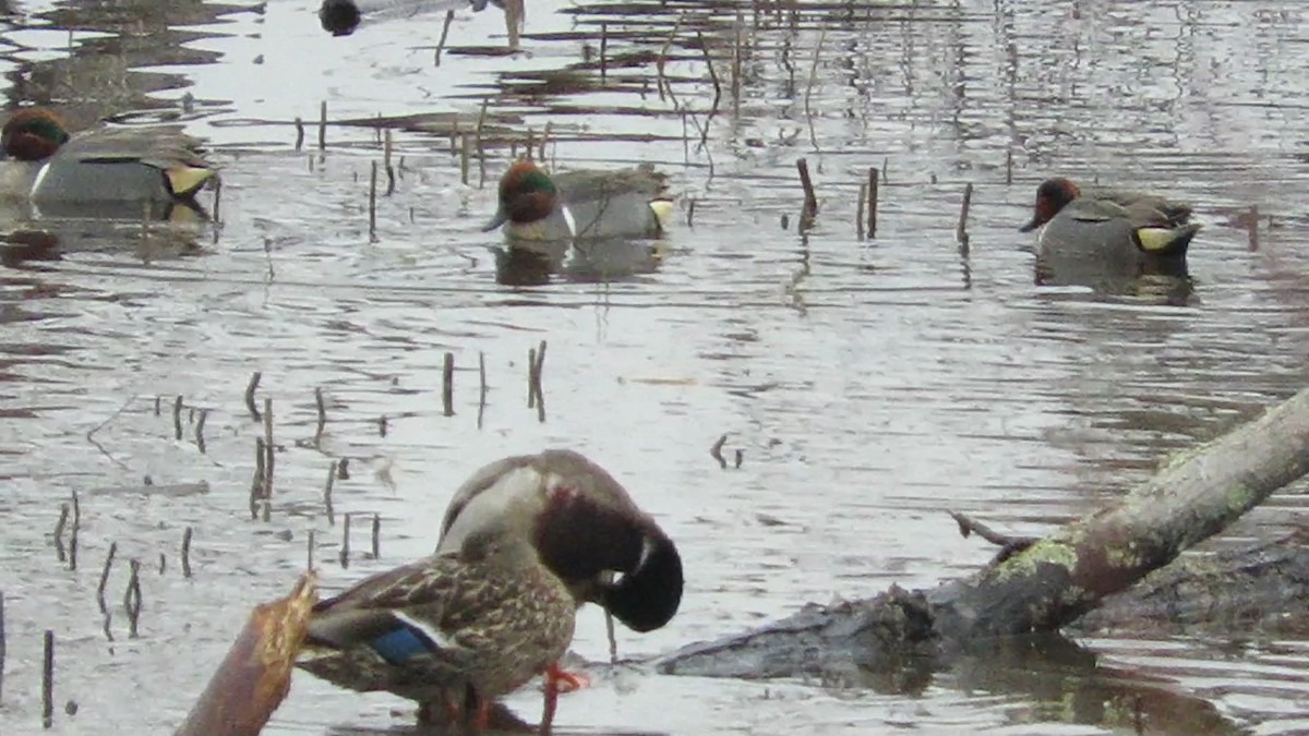 Green-winged Teal - ML548652971