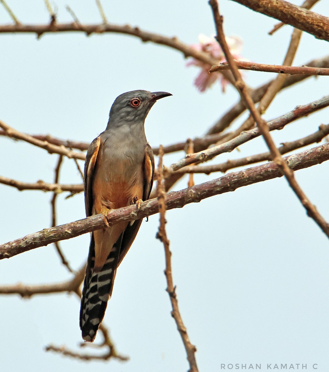 Plaintive Cuckoo - ML548653801