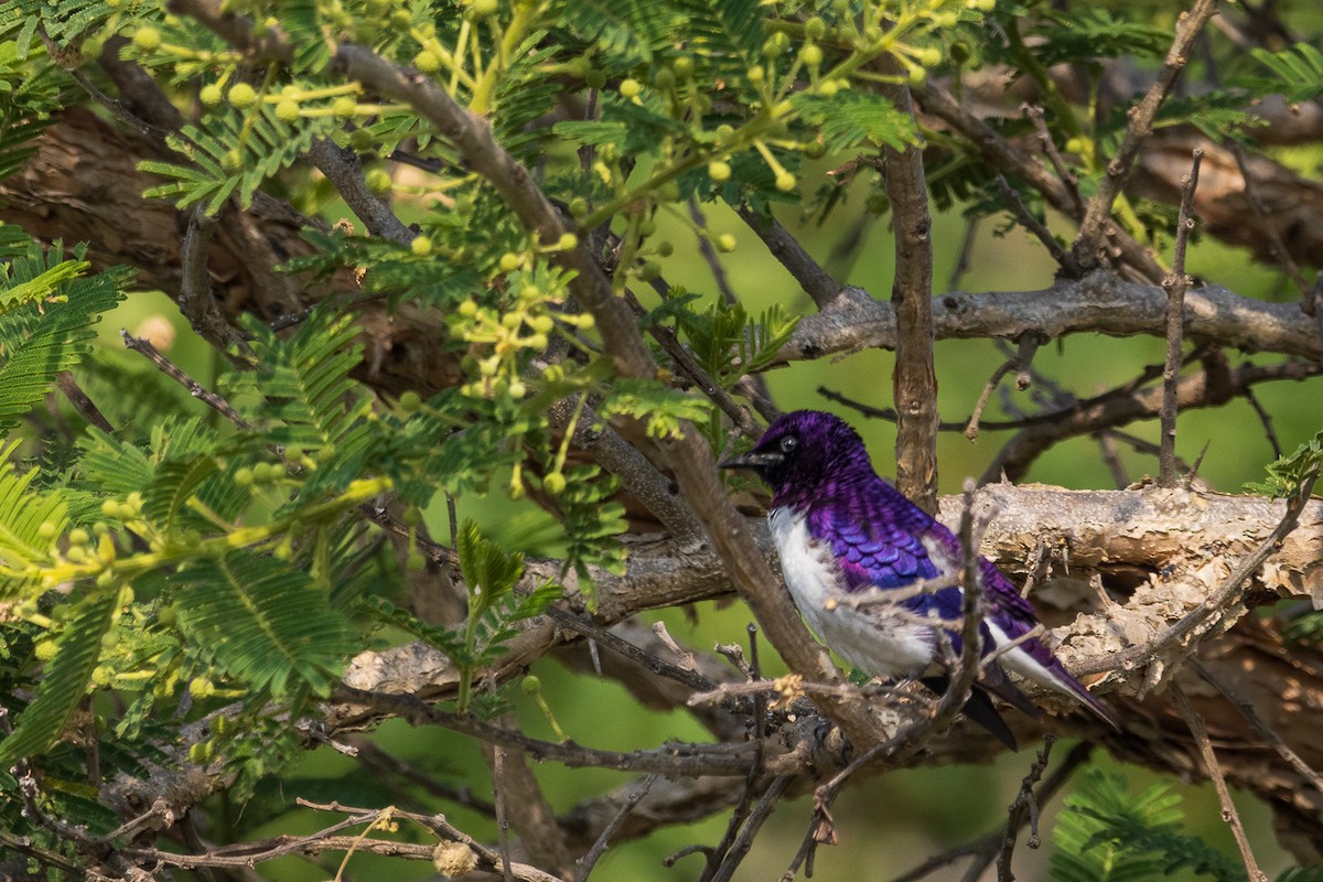 Violet-backed Starling - John Keator