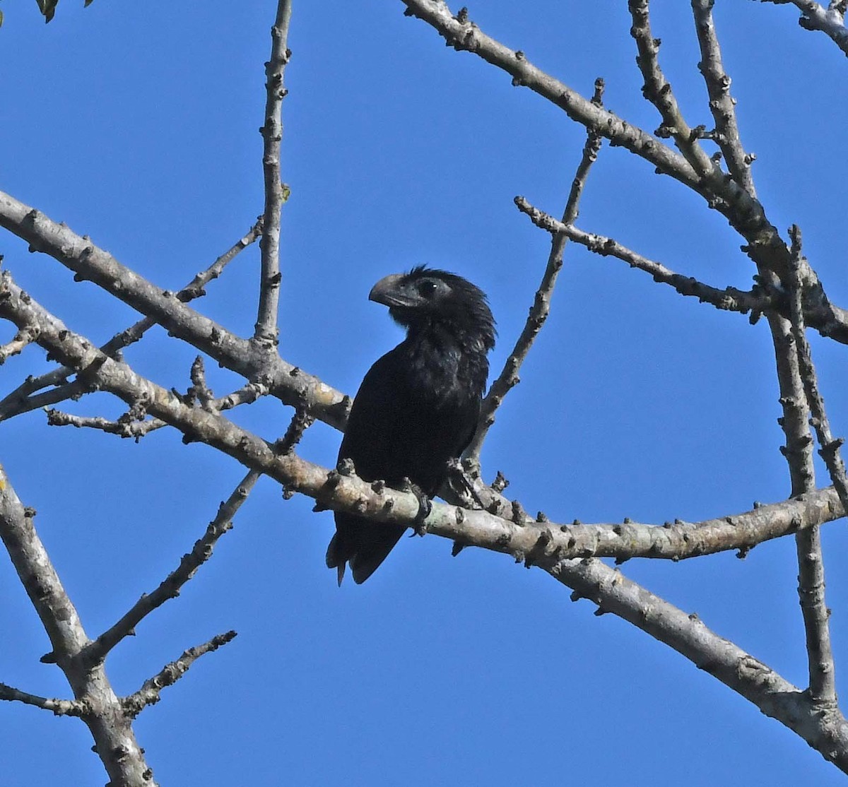 Groove-billed Ani - ML548654161