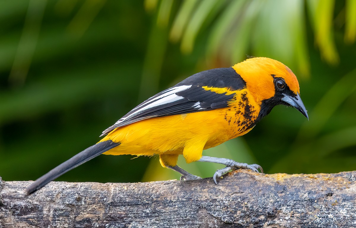 Spot-breasted Oriole - Iris Kilpatrick