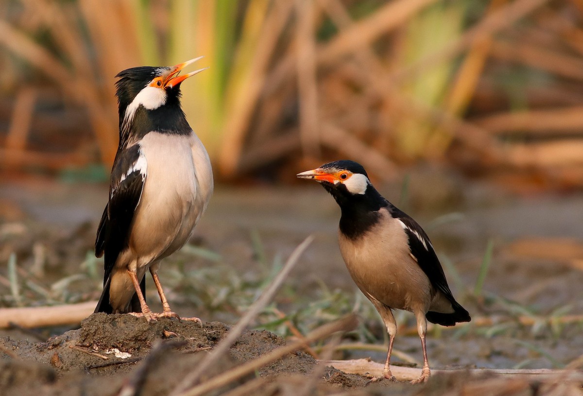 Indian Pied Starling - ML548655461