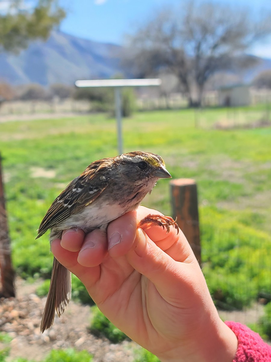 White-throated Sparrow - Sasha Robinson