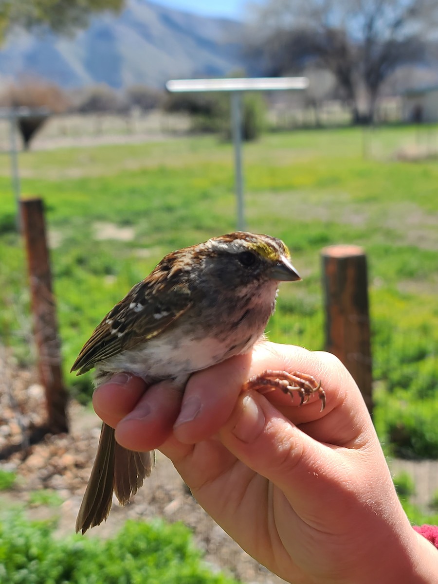 White-throated Sparrow - ML548655911