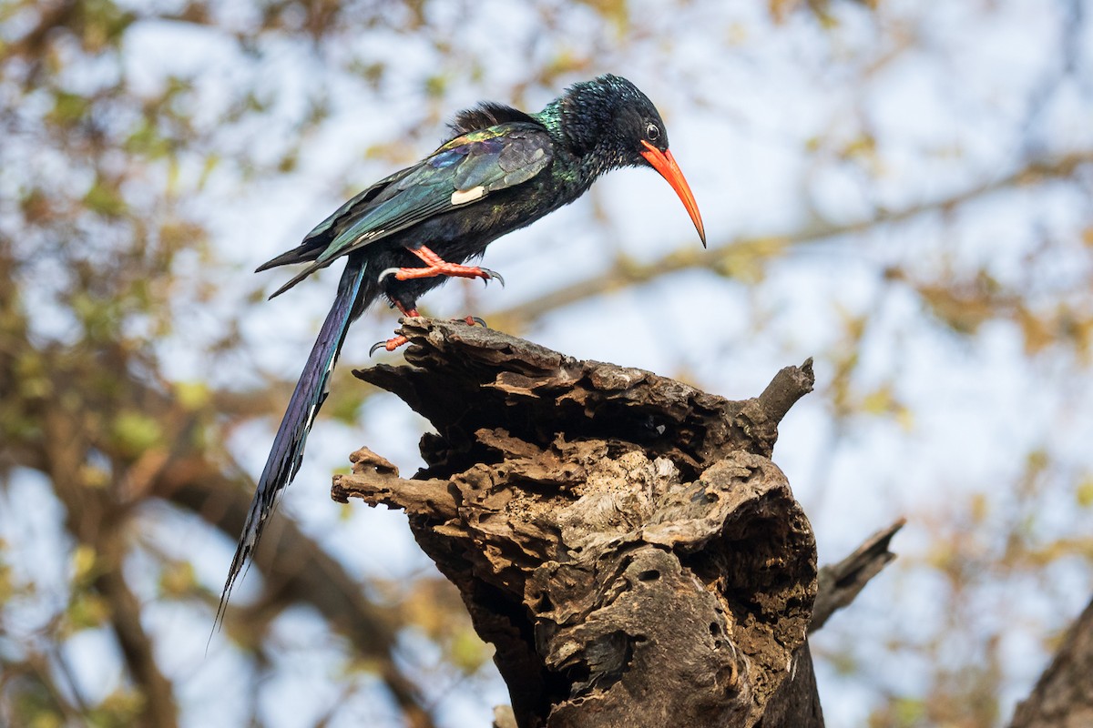 Green Woodhoopoe - ML548656251