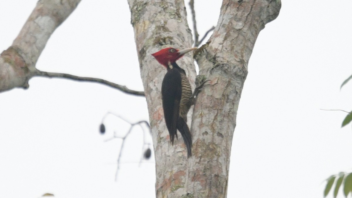 Pale-billed Woodpecker - Carl Winstead