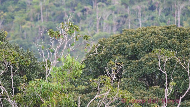 Brown-hooded Parrot - ML548657501