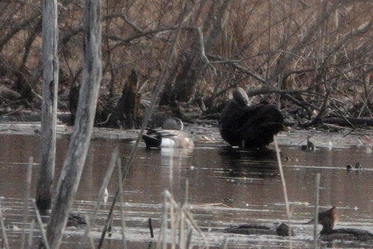 American Wigeon - ML548657951