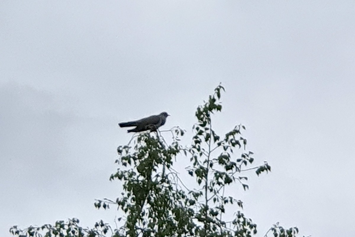 kukačka obecná - ML548657961