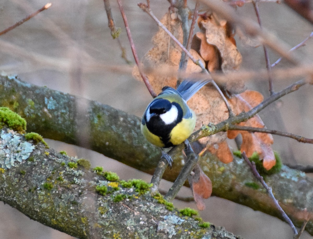 Great Tit - A Emmerson