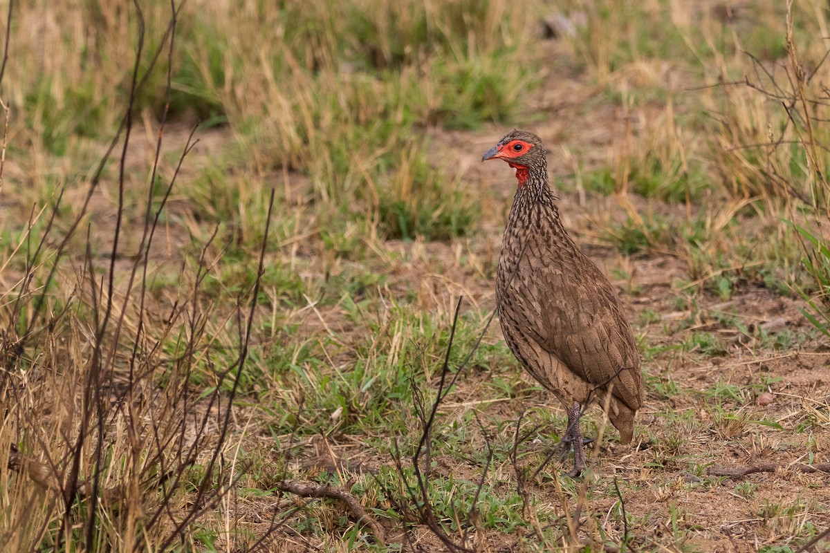 Swainson's Spurfowl - ML548658431