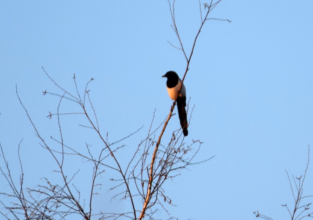 Eurasian Magpie - A Emmerson