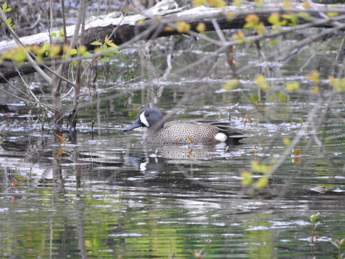 Blue-winged Teal - ML548658731