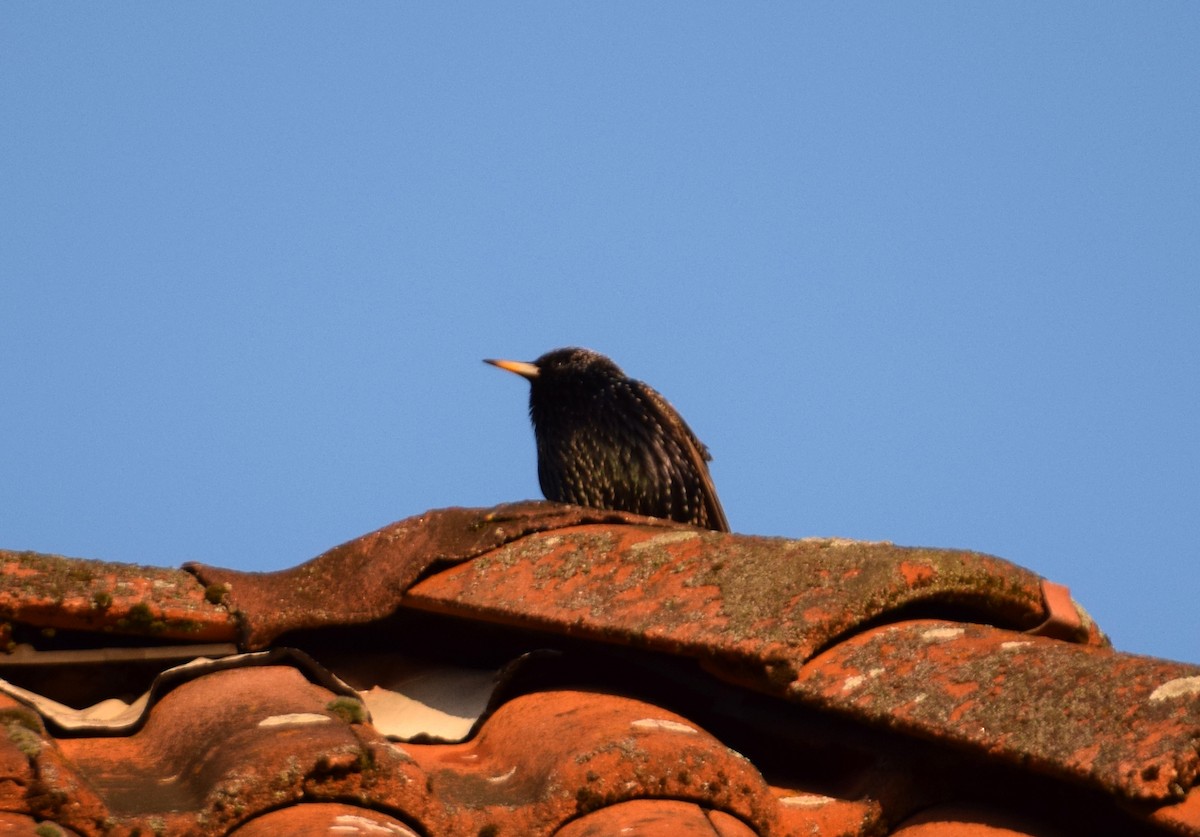 European Starling - A Emmerson