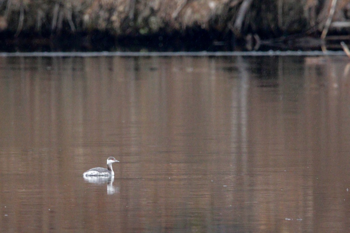 Horned Grebe - ML548659661