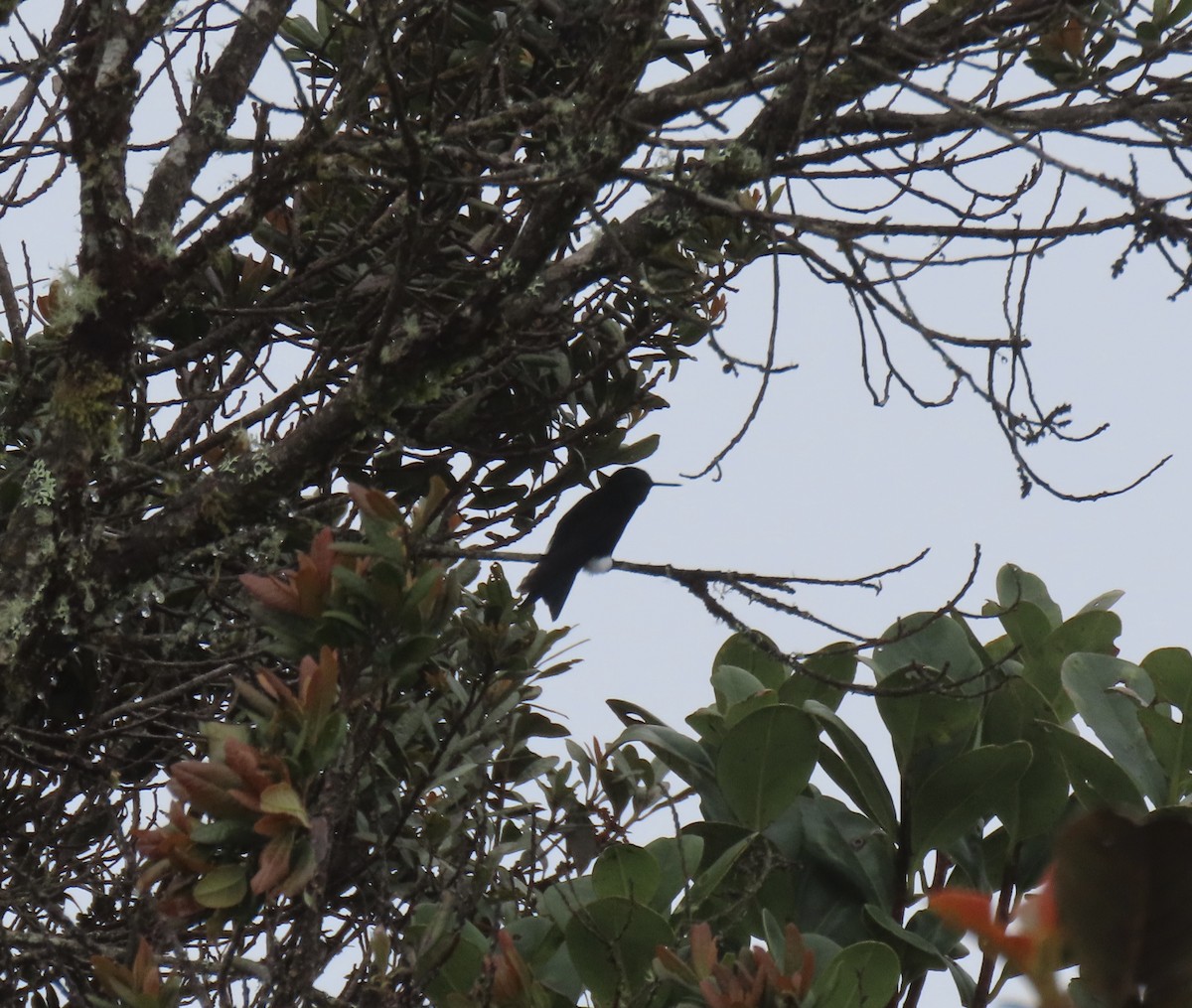 Gorgeted Puffleg - ML548659701