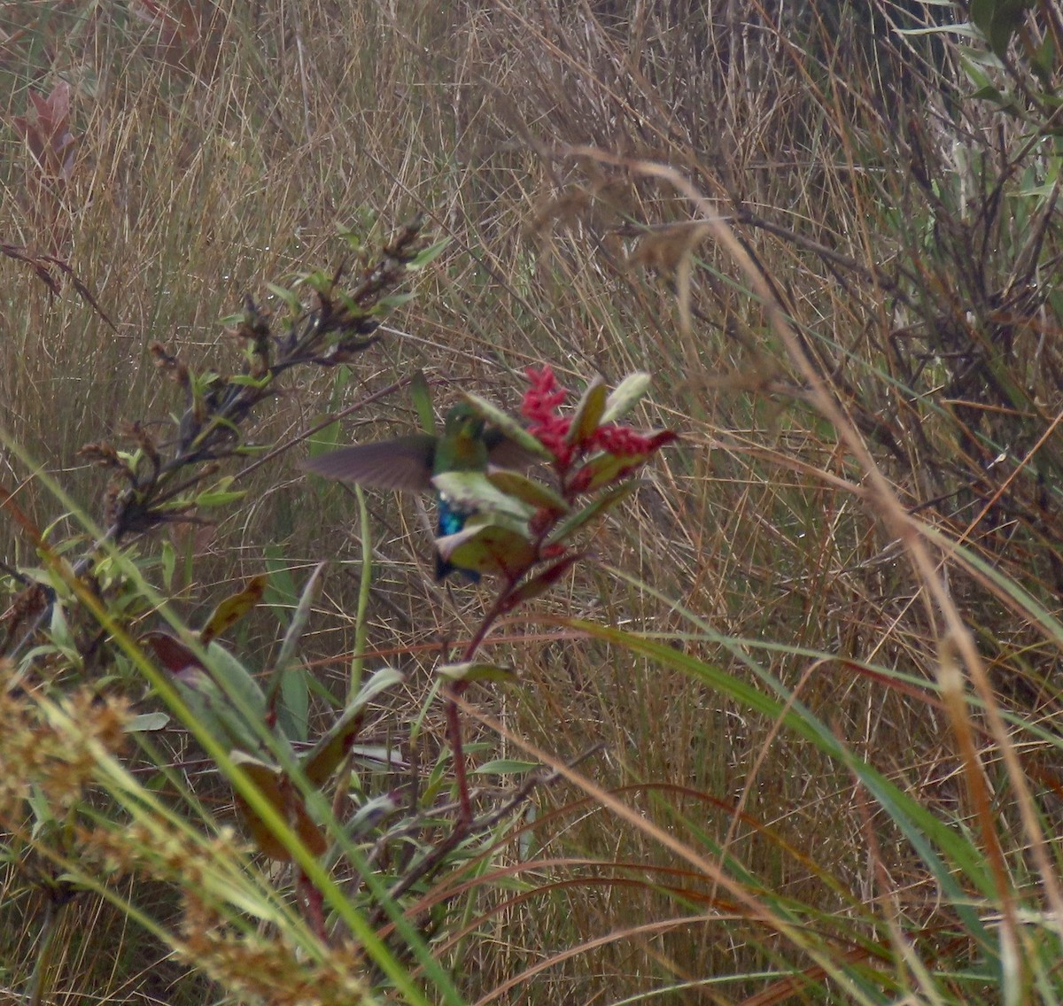 Gorgeted Puffleg - ML548659711