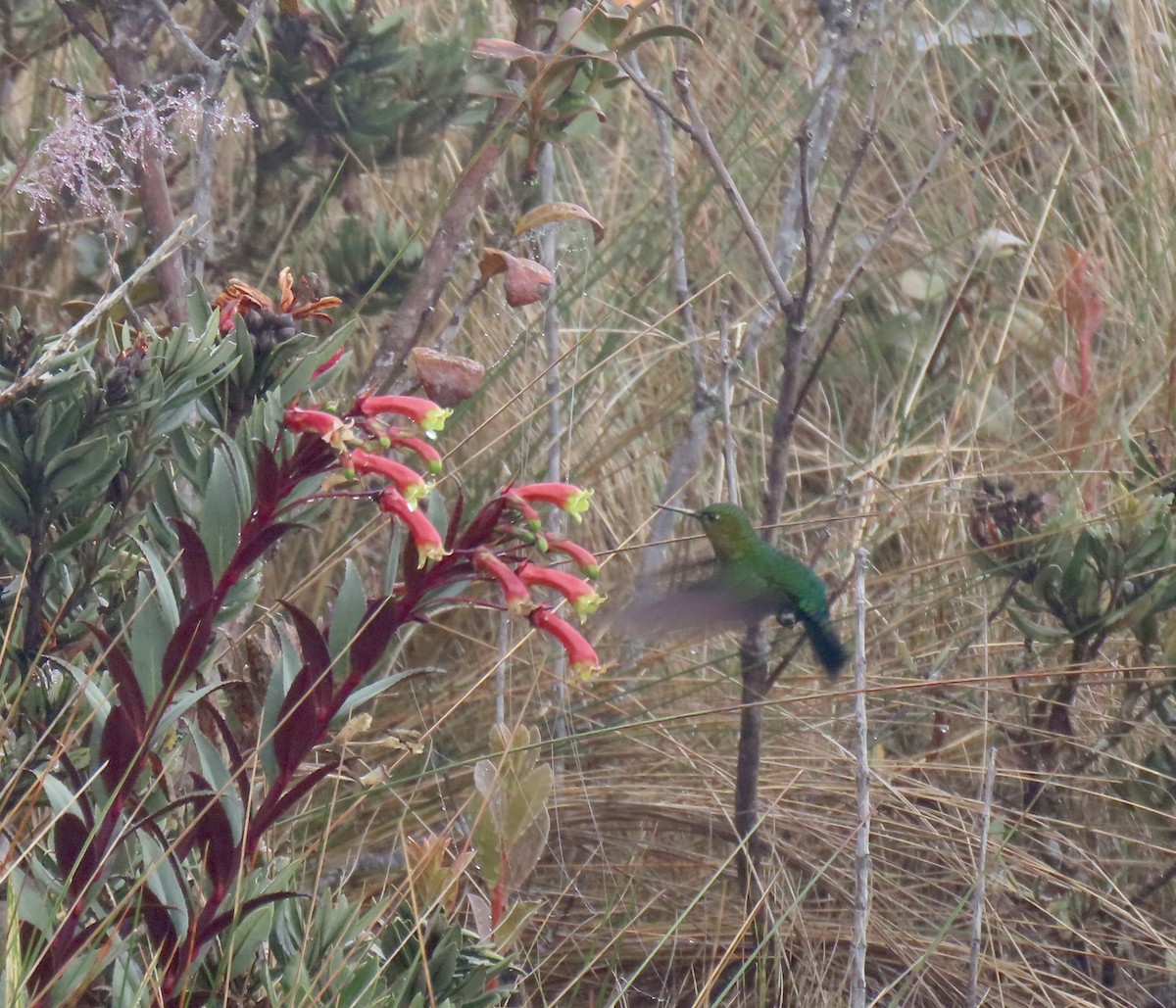 Gorgeted Puffleg - ML548659721