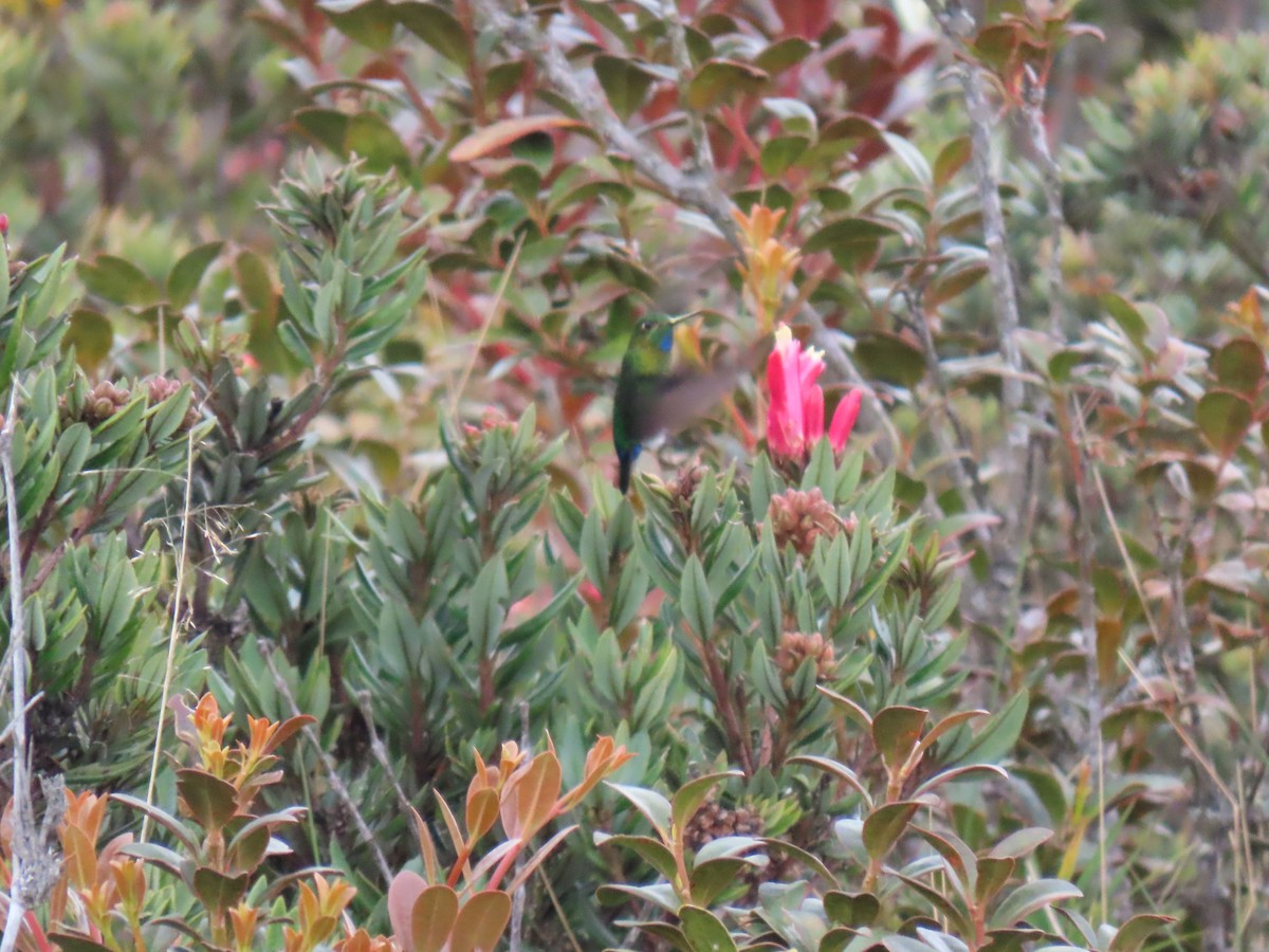 Gorgeted Puffleg - ML548659731