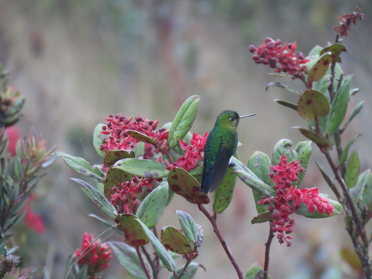 Gorgeted Puffleg - ML548659761