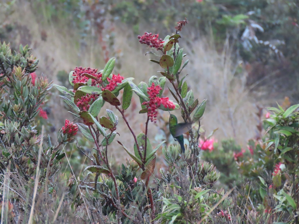 Gorgeted Puffleg - ML548659781