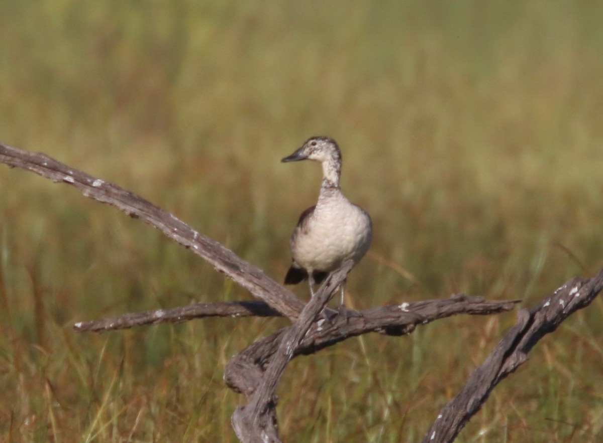 Knob-billed Duck - ML54866011