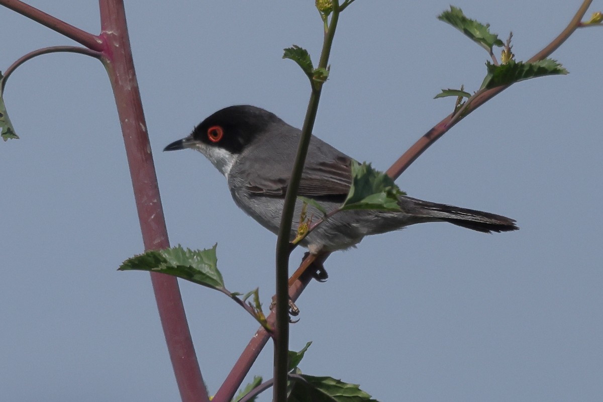 Sardinian Warbler - ML548661061