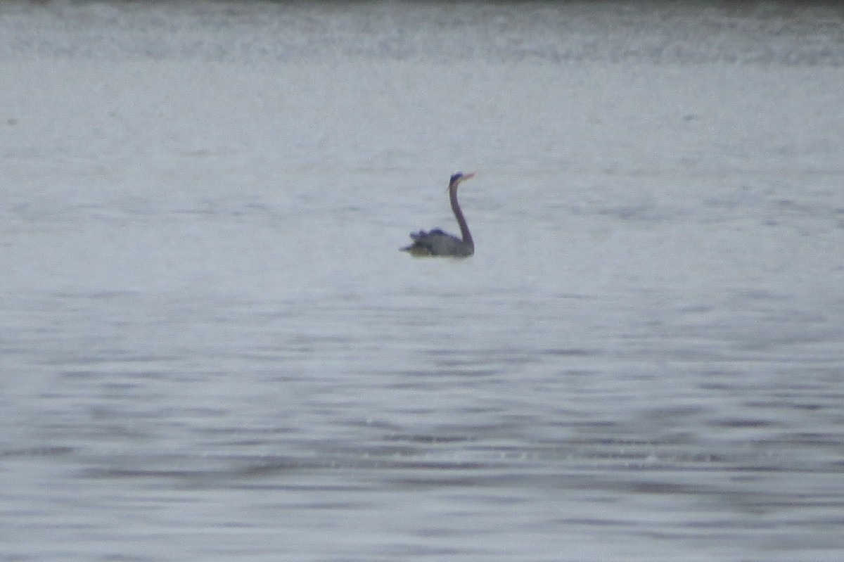 Great Blue Heron - ML548661201