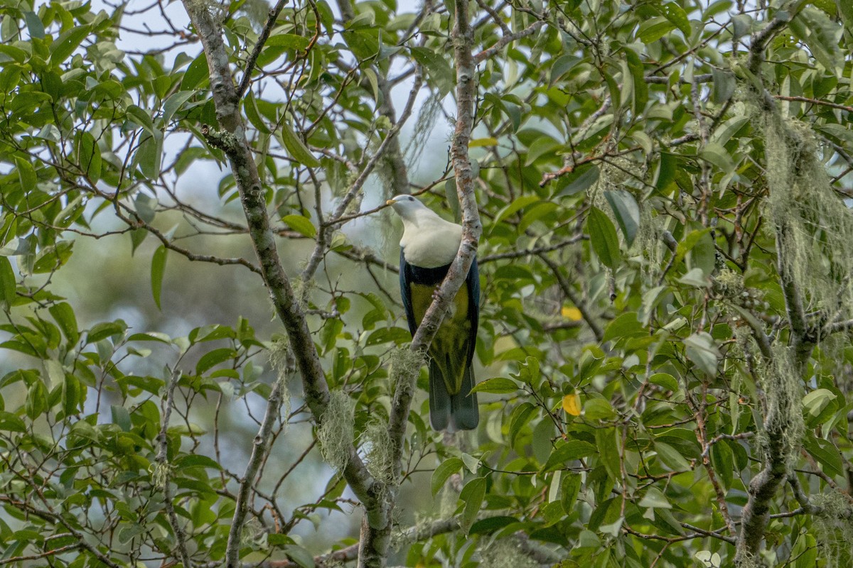 Black-backed Fruit-Dove - ML548661571