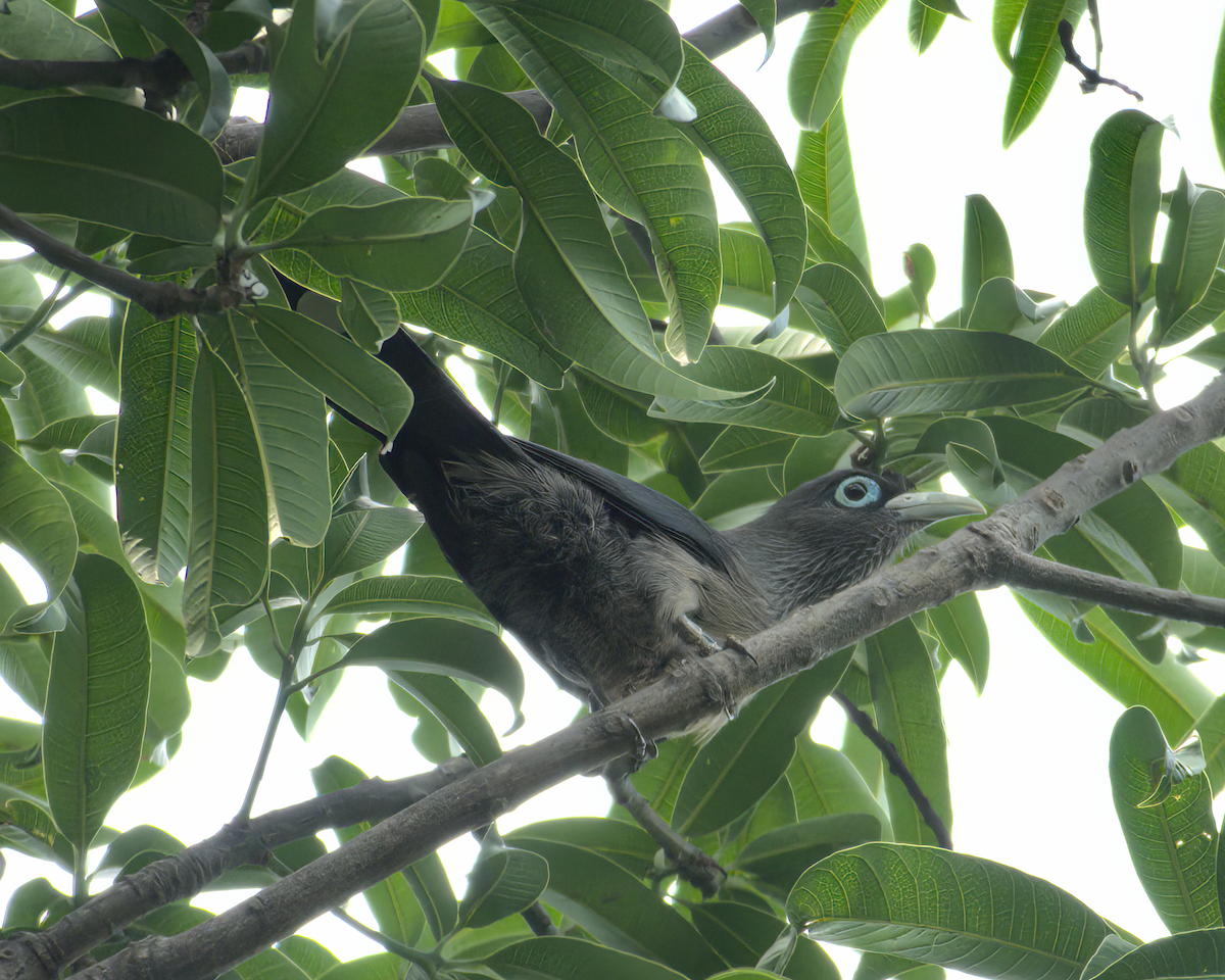 Blue-faced Malkoha - ML548661731