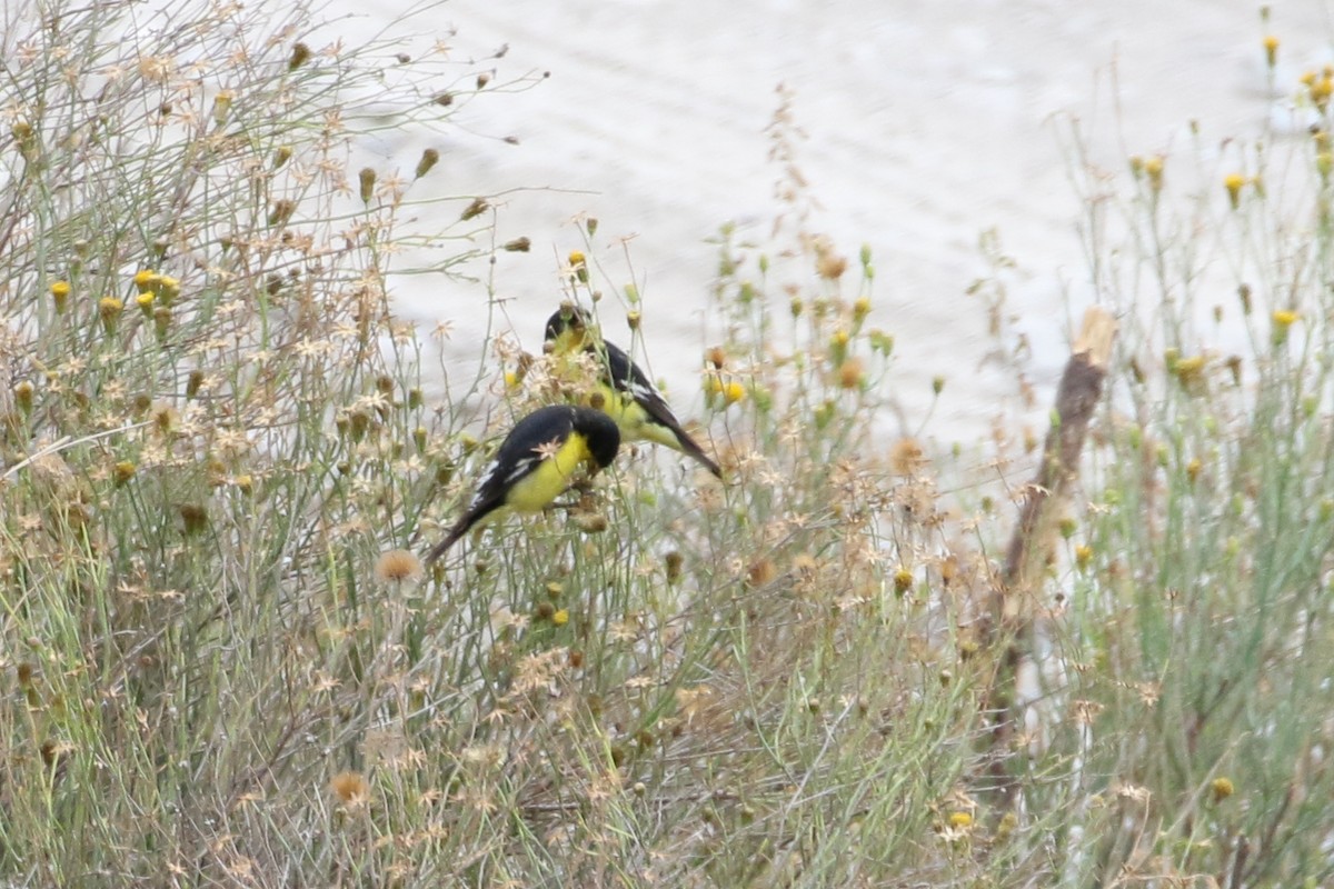 Lesser Goldfinch - Julie Ibarra