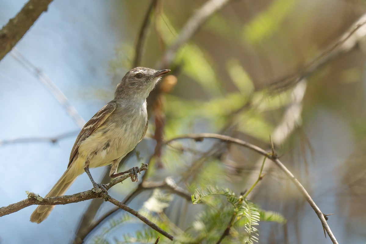 Plain Tyrannulet - ML548662261