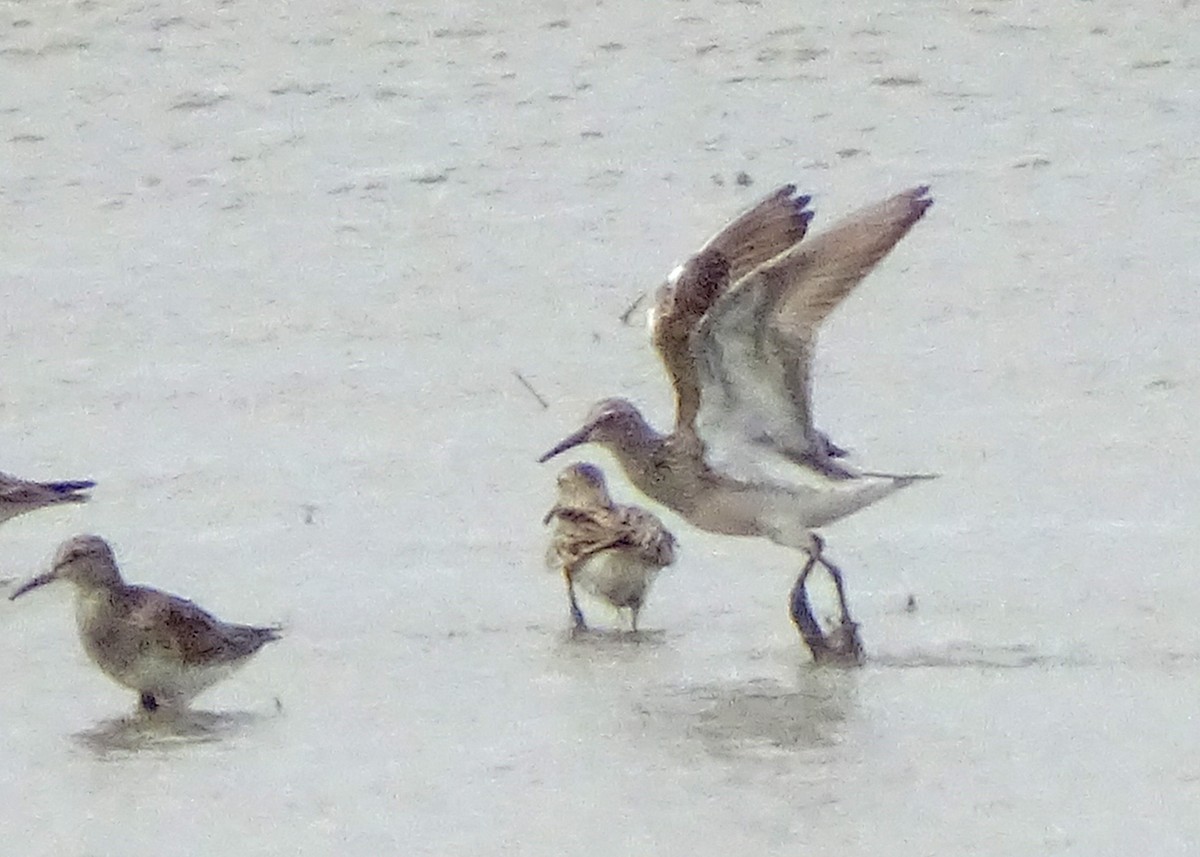 Pectoral Sandpiper - ML548662381