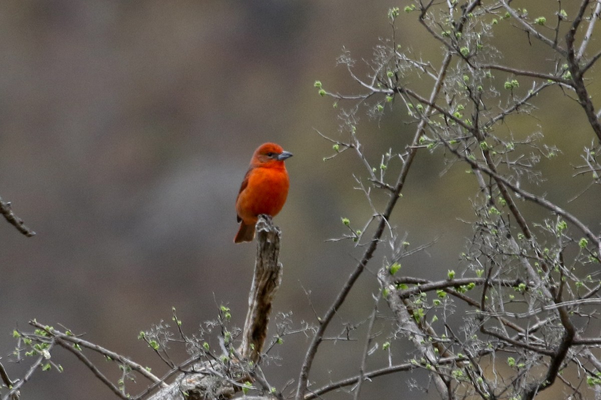 Hepatic Tanager - ML548664061