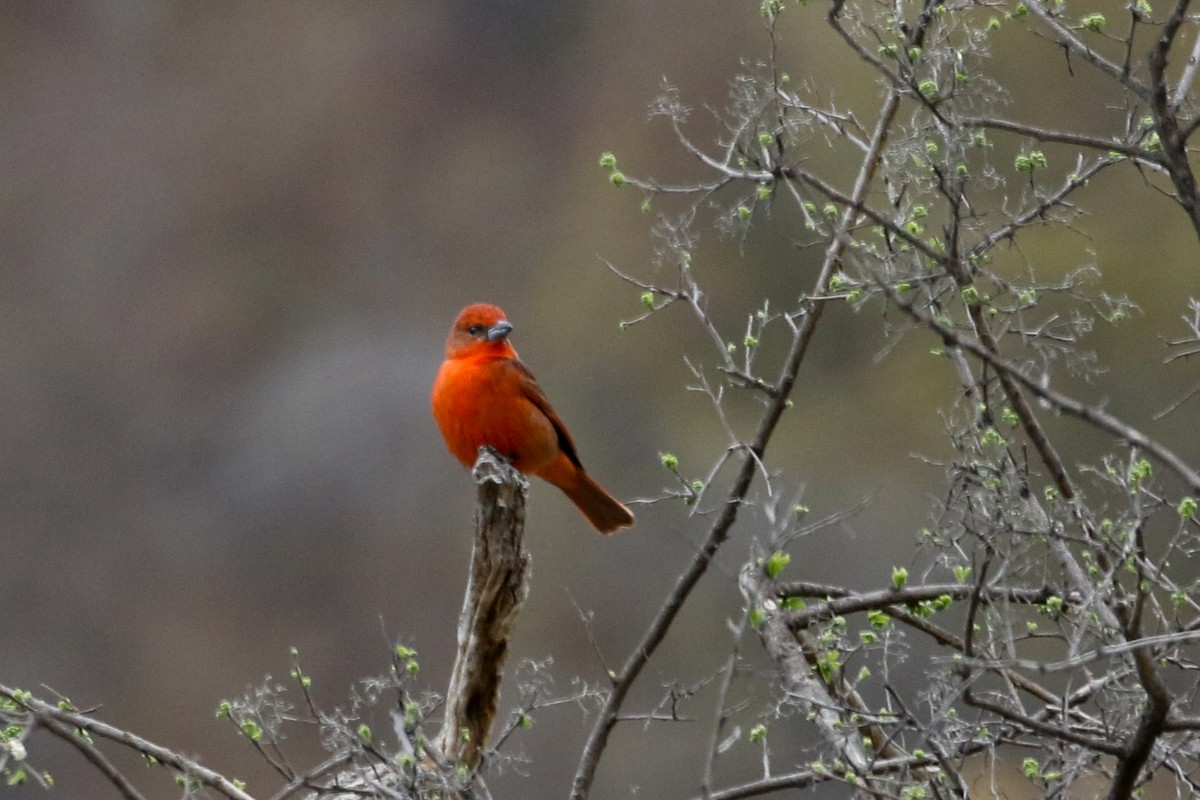 Hepatic Tanager - ML548664071
