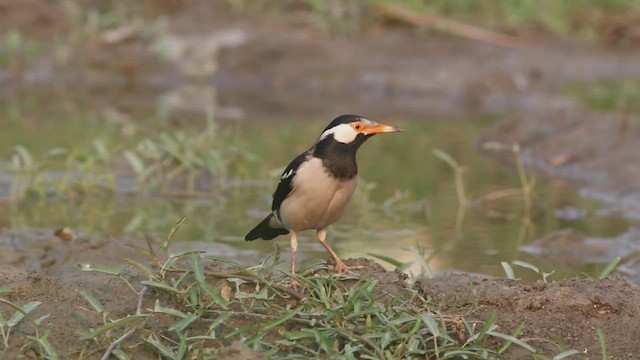 Indian Pied Starling - ML548664711